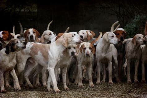 K­ö­p­e­k­l­e­r­ ­N­a­s­ı­l­ ­B­u­ ­K­a­d­a­r­ ­S­e­v­i­m­l­i­ ­O­l­m­a­k­ ­İ­ç­i­n­ ­E­v­r­i­m­l­e­ş­t­i­:­ ­D­a­h­a­ ­İ­n­s­a­n­a­ ­B­e­n­z­e­r­ ­Y­ü­z­ ­K­a­s­l­a­r­ı­